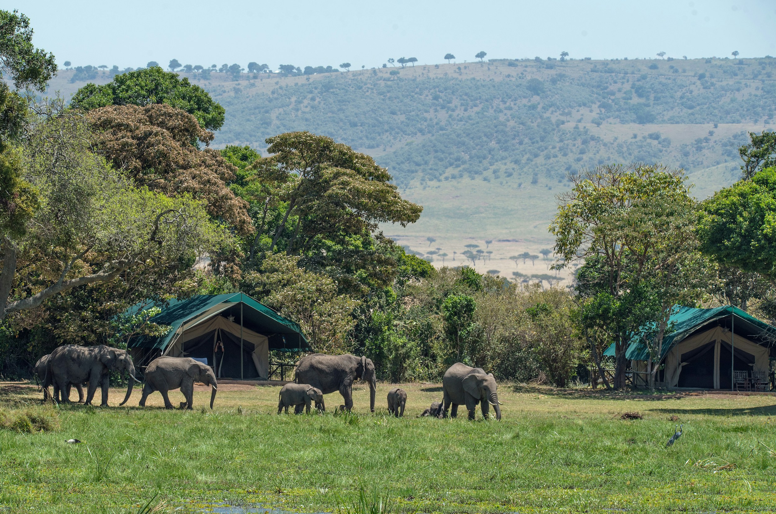 Elephants grazing in front of a safari camp