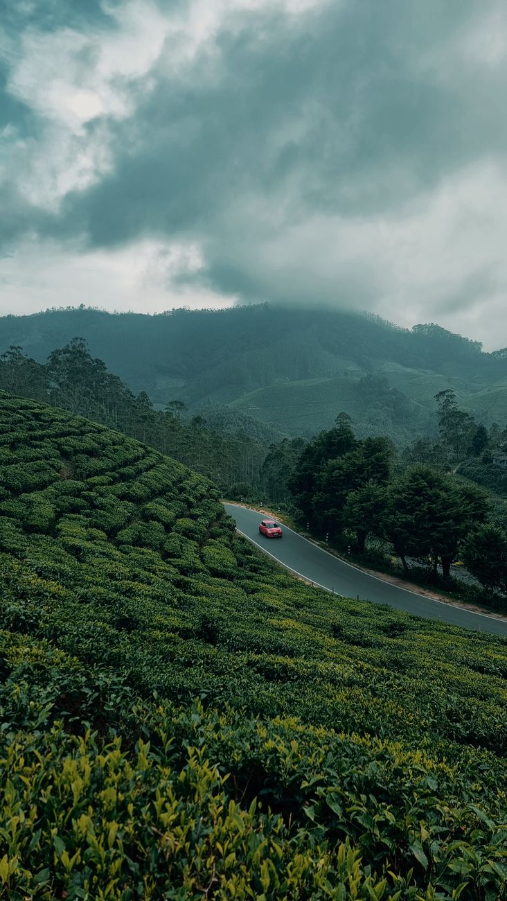 A road winding through tea gardens