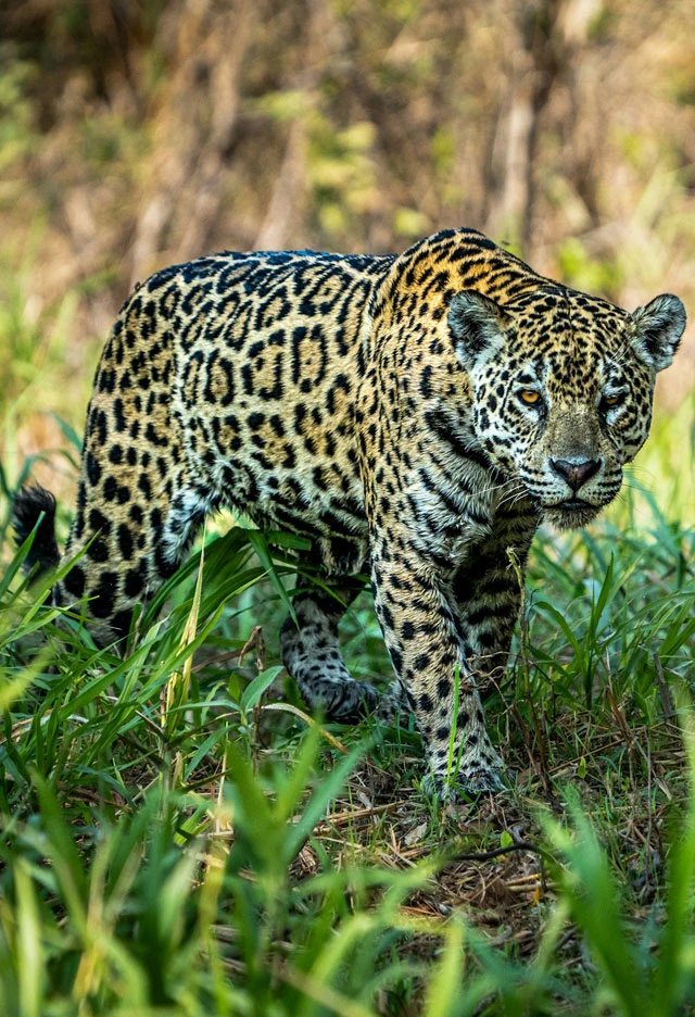 Chitwan Jungle Safari